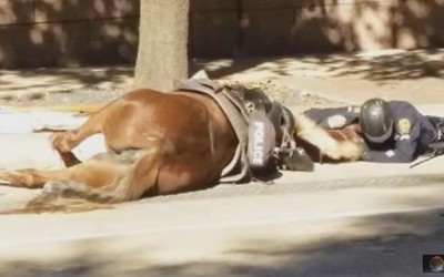 Policial conforta égua à beira da morte e comove