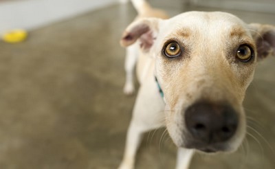 Ciência busca fazer seu animal de estimação ter vida mais longa