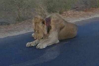 Leão é salvo após implorar ajuda em parque da África do Sul