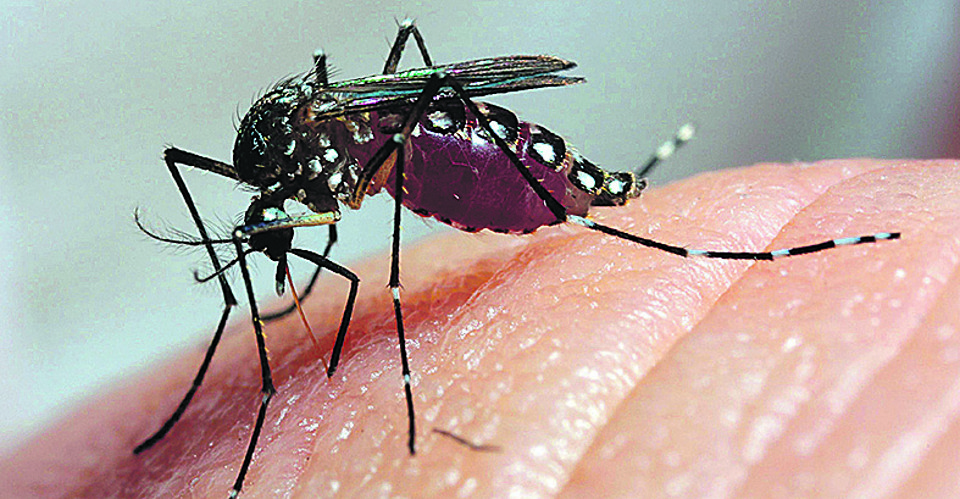 Mosquito da Dengue (2)-U10160286541363B-U101603693735qjD-269x140@GP-Jornal-INTERIOR