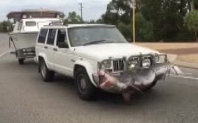 Pescador com tubarão preso no carro causa revolta