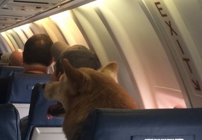 Cachorro em avião chama atenção na web