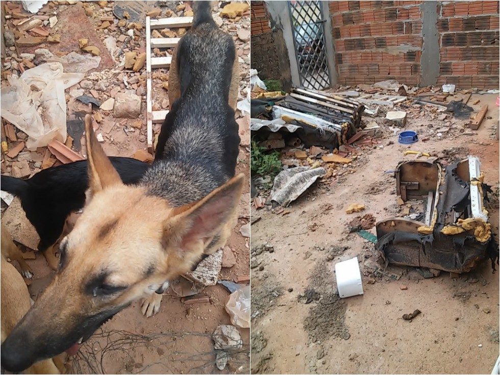 PM Ambiental apreende cachorros por maus tratos