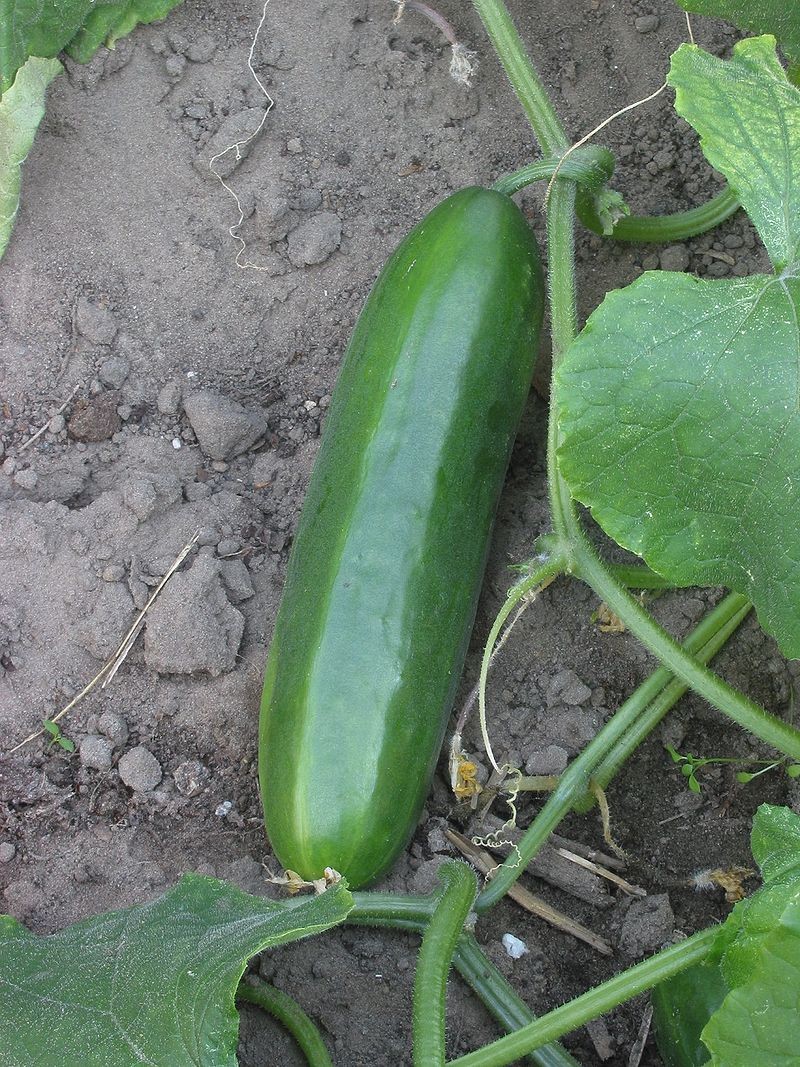 blog_cucumber