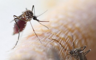 Cientistas estudam se Zika pode ser transmitido por saliva