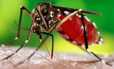 São Paulo registra primeira morte por dengue em 2016