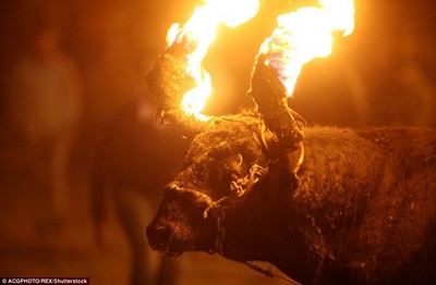 Touros são incendiados para perseguir moradores em festa