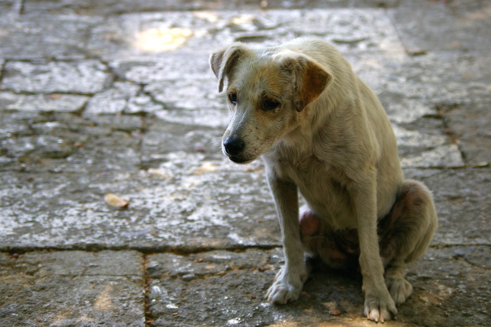 Conselho proíbe veterinário de ajudar animais de pessoas carentes