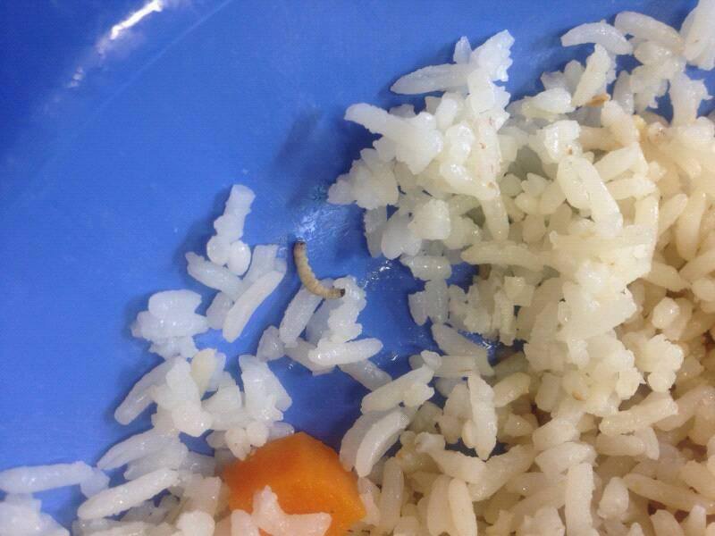 Larvas são achadas em merenda de escola estadual