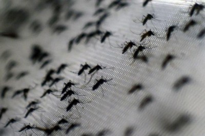 Vacina contra vírus Zika pode chegar tarde demais