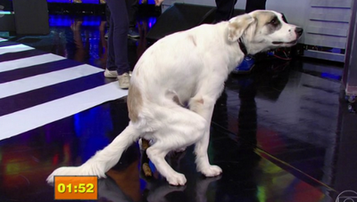 Cachorro faz cocô ao vivo no palco do Faustão