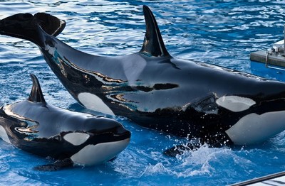 SeaWorld anuncia fim de programa de espetáculos com orcas