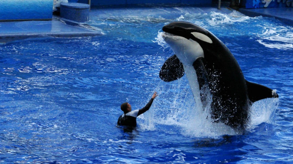 Seaworld-Orlando-Shamu1024