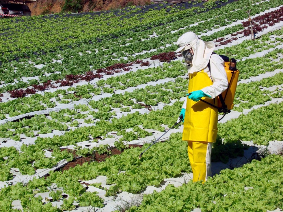 O grande problema da contaminação por agrotóxicos nos alimentos