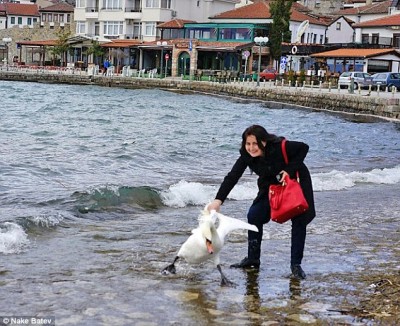 Turista mata cisne para tirar uma foto com ele