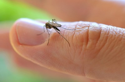 Zika vírus pode infectar pernilongo comum