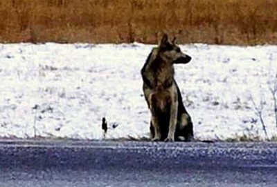 Cão leal se mantém no lugar onde dono morreu em 2014