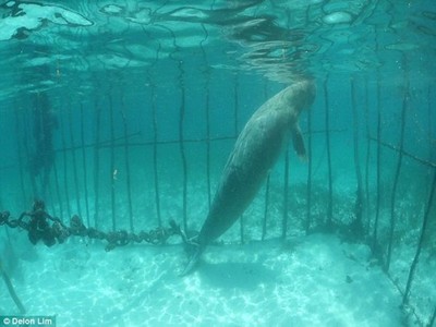 Animal é torturado em jaula para diversão humana