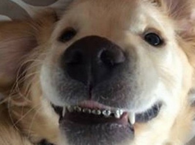 Cachorro usa aparelho odontológico para corrigir os dentes