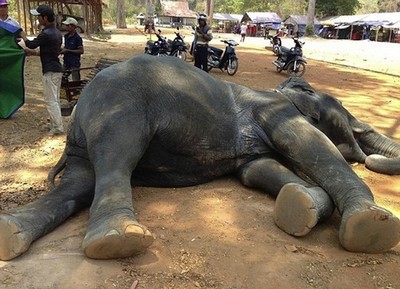 Elefanta morre exausta por carregar turistas em calor de 40°