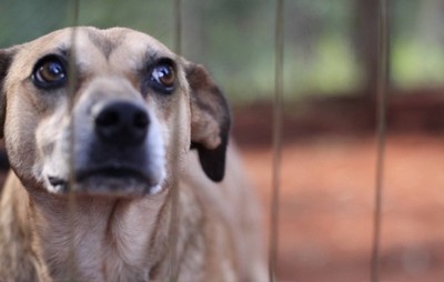 Cidade dá desconto no IPTU para quem adota cães e gatos