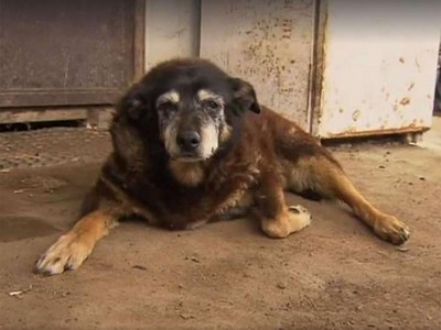 Cão mais velho do mundo morre aos 30 anos