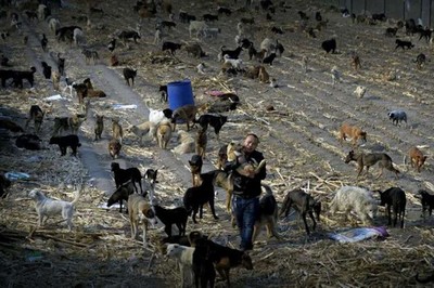 Milionário vai à falência para salvar cães