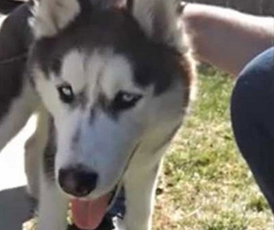 Cão é atirado de carro em movimento por dona bêbada