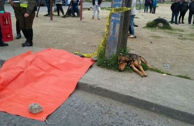 Ao lado do corpo, cão “lamenta” morte do falecido dono