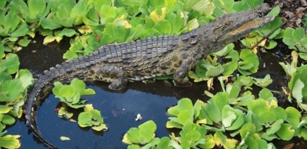 21mai2016---um-dos-tres-crocodilos-do-nilo-que-foram-encontrados-em-um-pantano-da-florida-1463857061874_615x300