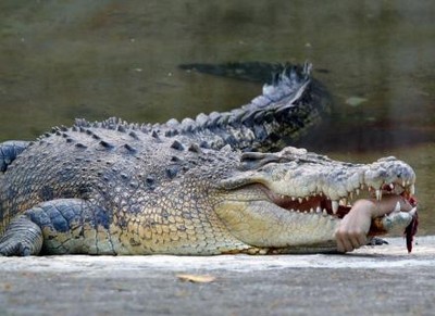 EUA encontram crocodilos que comem humanos