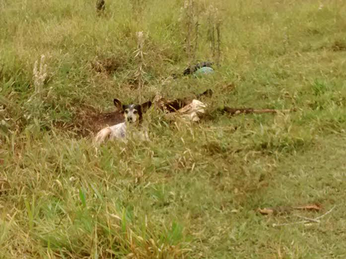 Cão fica ao lado de dono encontrado morto na região