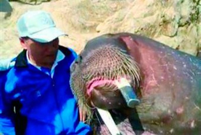 Morsa afoga homem que fazia selfie com ela