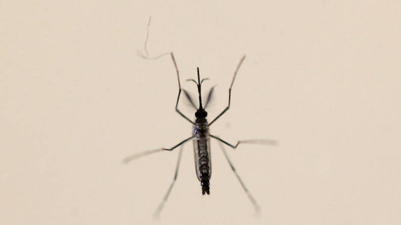 size_810_16_9_aedes-aegypti-mosquito-transmissor-da-dengue-e-zika-virus