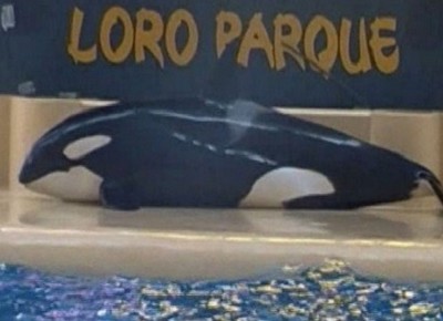 Orca “tenta suicídio” ao ficar fora d’água