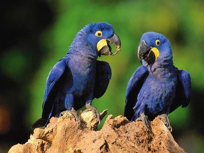 Brasil registra nascimento de arara-azul após 14 anos