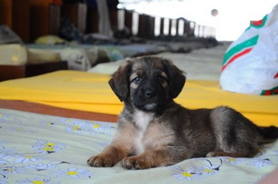 Abrigo permite que moradores de rua levem seus animais