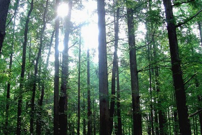 Pais abandonam filho em floresta como castigo