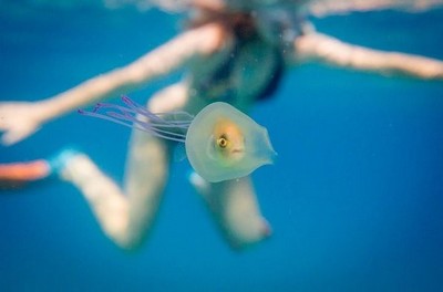 Peixe é flagrado vivendo em uma água-viva