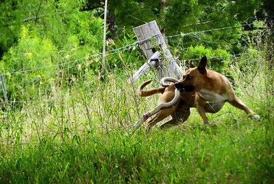 Imagens de cão lutando com cobra impressiona web