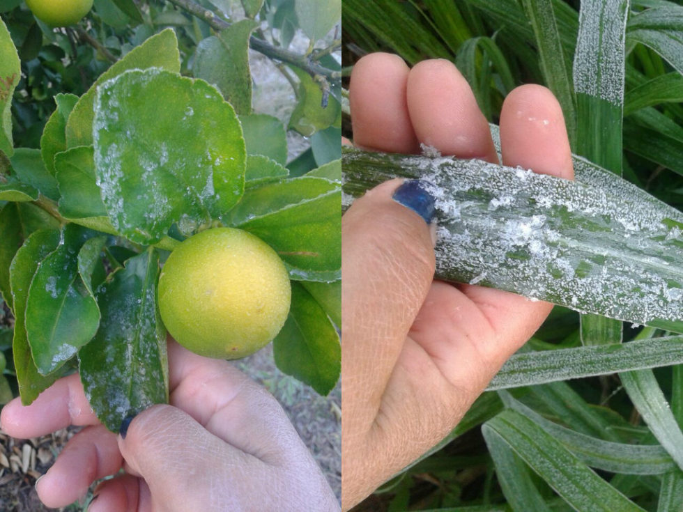 Madrugada tem geada e frio intenso em Marília