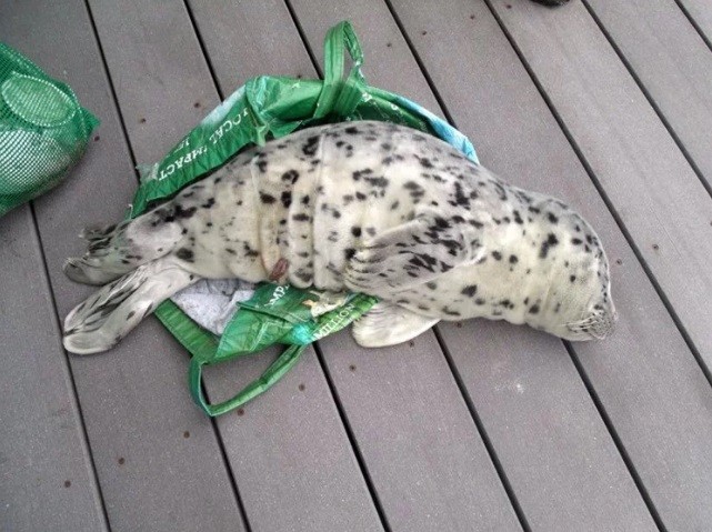 O bebê foca enrolado em saco plástica - AP