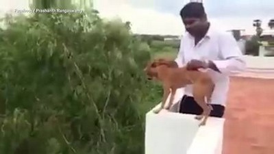 Homem arremessa cachorro do alto do prédio