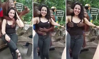 Macaco apalpa os seios de turista em parque