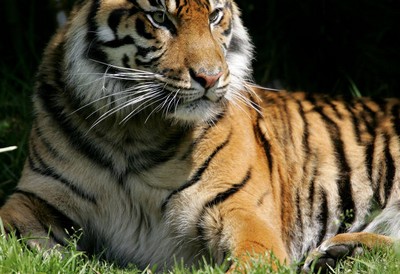 Tigres matam mulher e ferem outra em parque