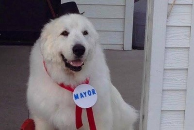 Cachorro é eleito prefeito pela terceira vez nos EUA