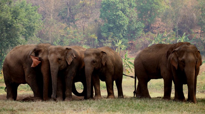 global_sanctuary_for_elephants-divulgacao