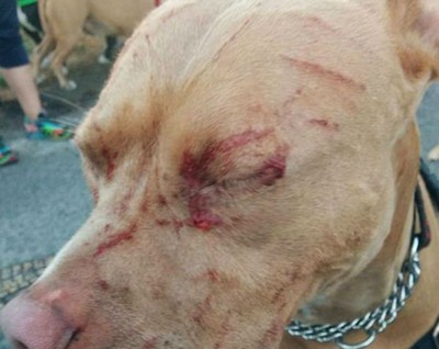 Gato ataca 5 pitbulls e coloca dona deles no hospital