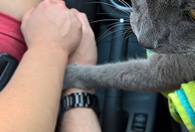 Gatinho levado para ser sacrificado emociona a web