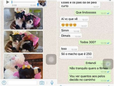 Esquema mutilava ‘vira-latas’ para venda como cães de raça